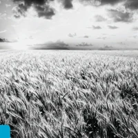 Mark's Gospel (NIV)