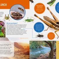 All About Bible Animals